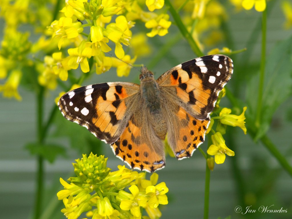 Distelvlinder, Vanessa cardui.JPG